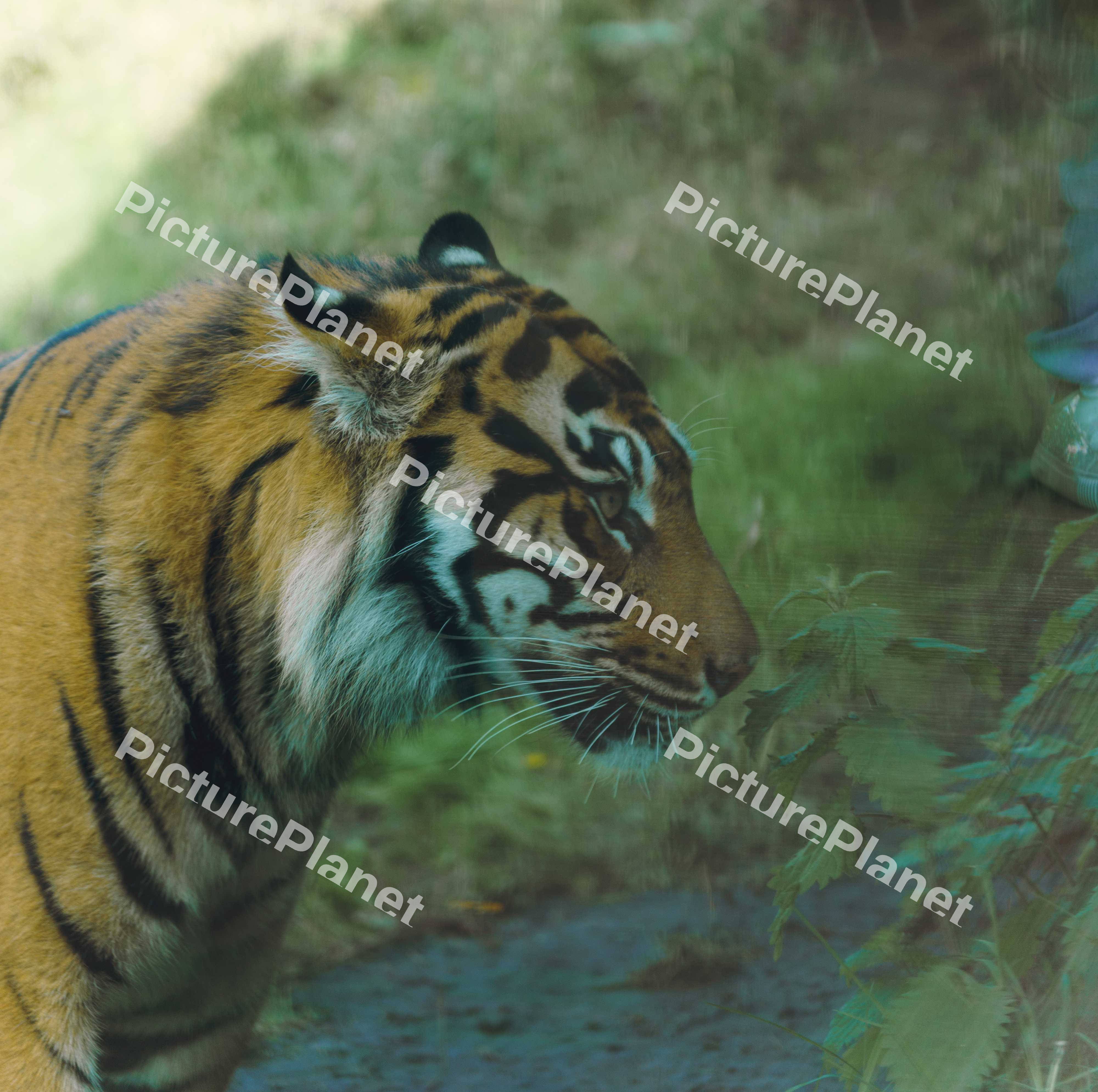Menacing Tiger